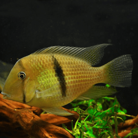 Guianacara dacrya (Bandit Cichlid)