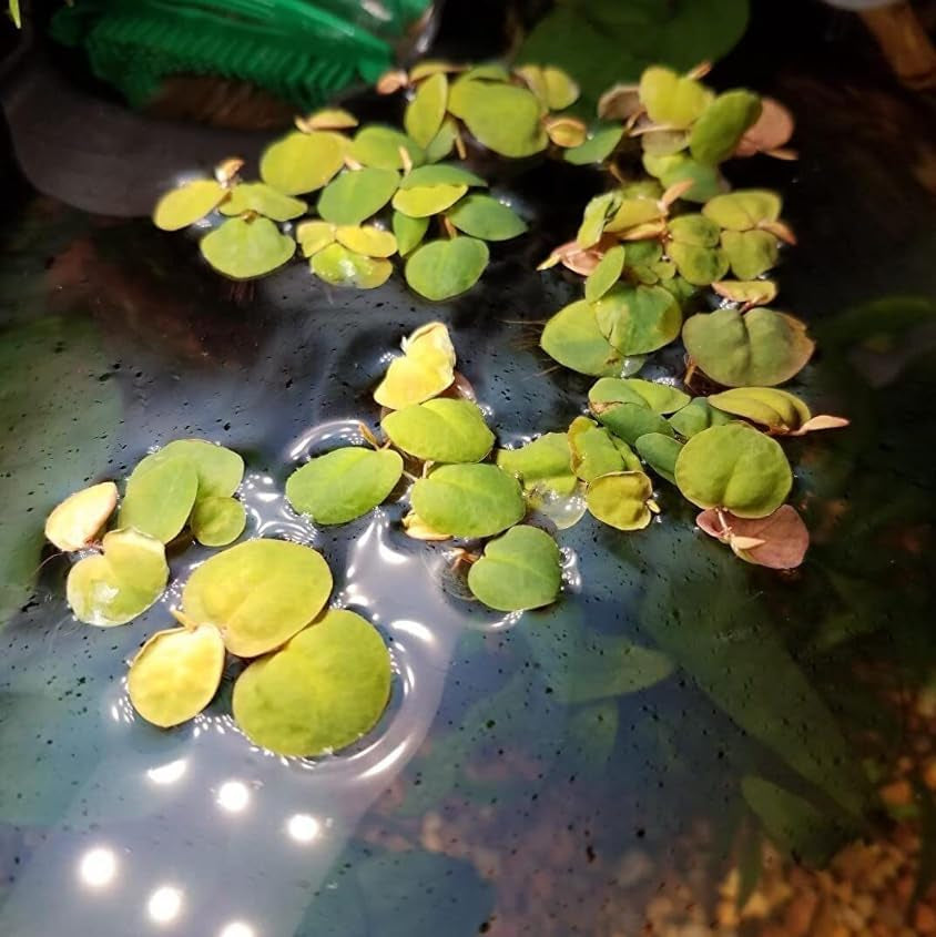 30+ Red Root Floater, Live Aquarium Plants
