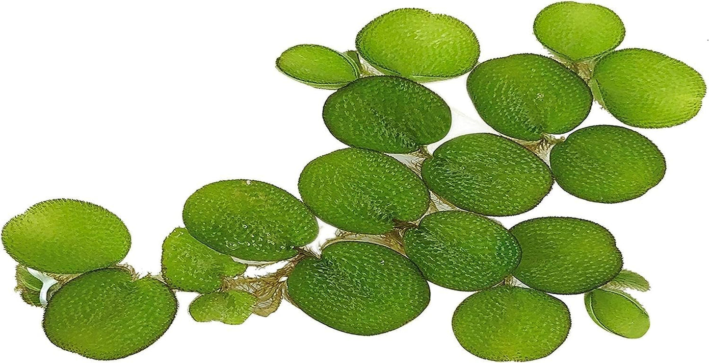 50+ Water Spangles (Salvinia Minima), Live Aquarium, Aquatic, Floating, Pond Plants