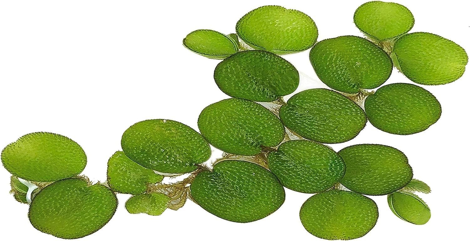 50+ Water Spangles (Salvinia Minima), Live Aquarium, Aquatic, Floating, Pond Plants