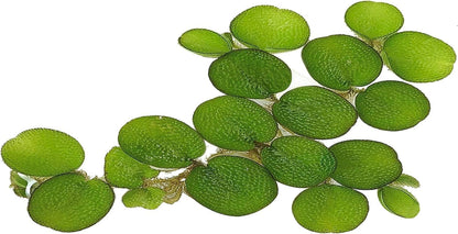 50+ Water Spangles (Salvinia Minima), Live Aquarium, Aquatic, Floating, Pond Plants