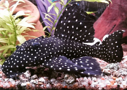 Galaxy Pleco