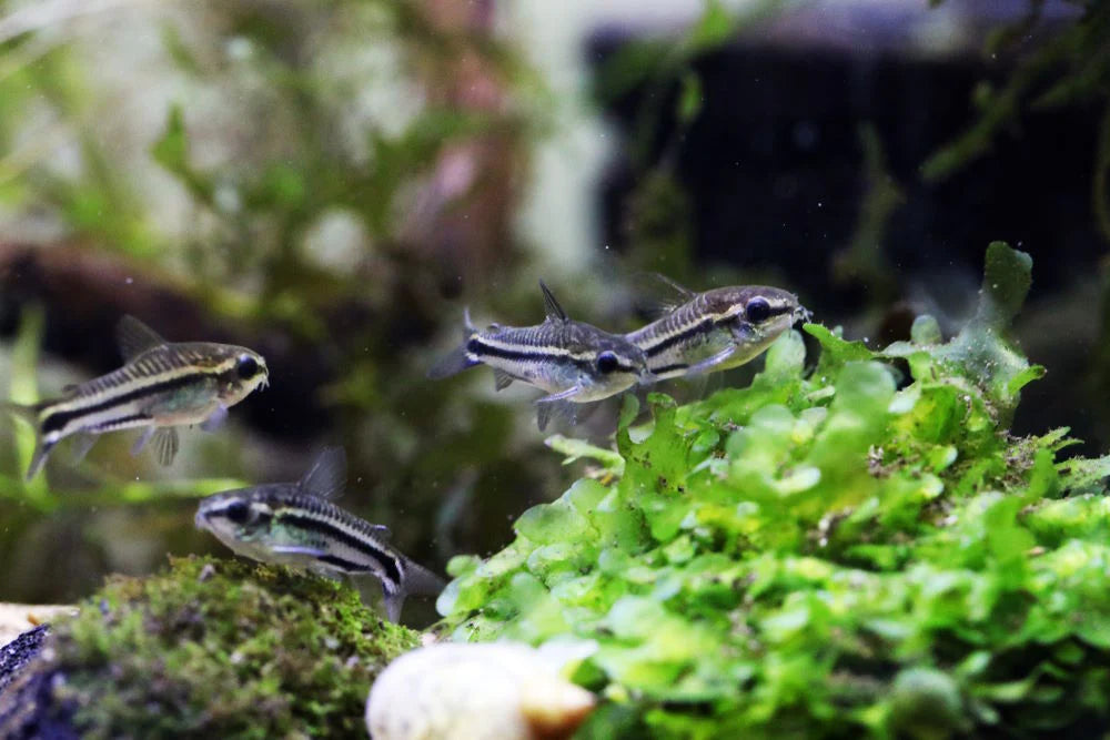 Pygmy Corydoras (Corydoras pygmaeus)