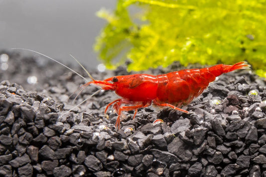 Red Cherry Shrimp (Pack of 6)