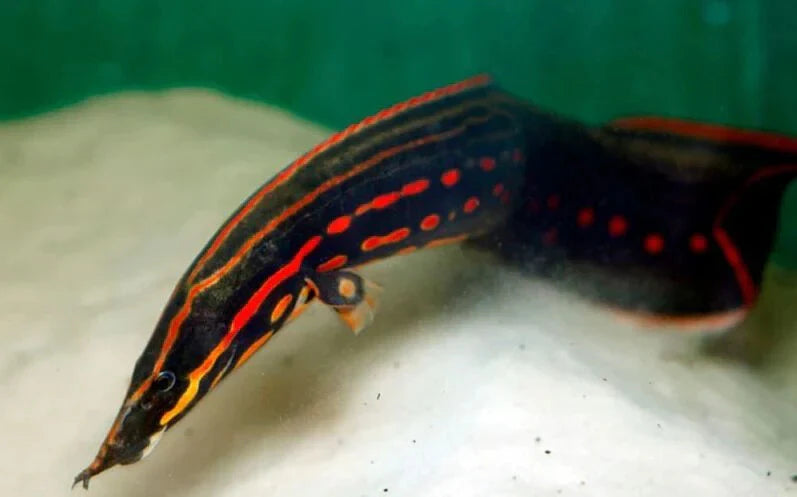 Fire Eel Fish in Aquarium, predominantly black with orange details.