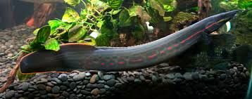 Fire Eel Fish in Aquarium, gray in color.