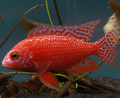 Red Fire Dragon Blood Peacock fish in an aquarium.