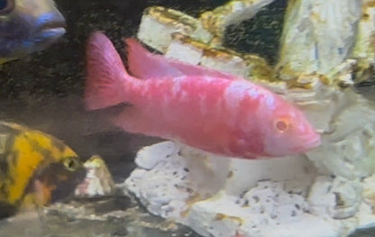 Fish Dragon Blood Albino OB pink in an Aquarium