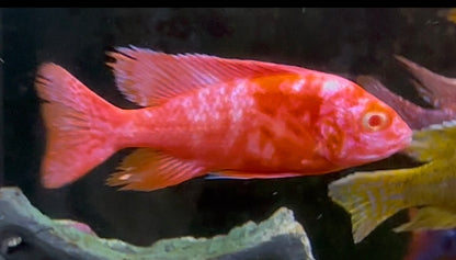 Fish Dragon Blood Albino OB hard pink in an Aquarium
