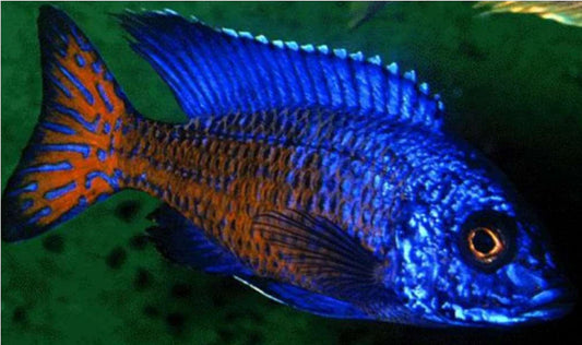 Ngara Flametail Peacock MALE - Aulonocara stuartgranti - Live Fish