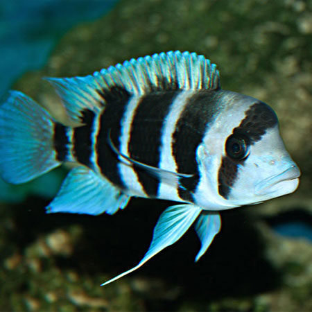 Frontosa cichlids