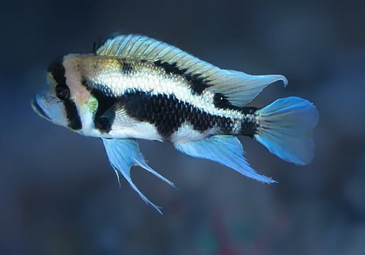 Black Widow Frontosa (Cyphotilapia frontosa ’black widow’)