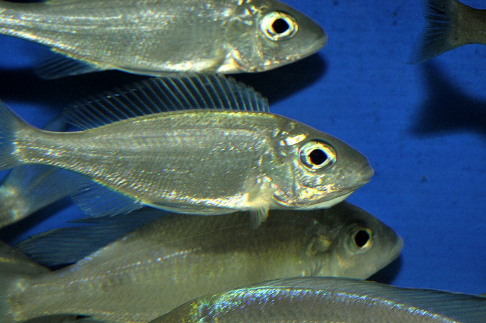 Furcifer Cichlid (Cyathopharynx furcifer)