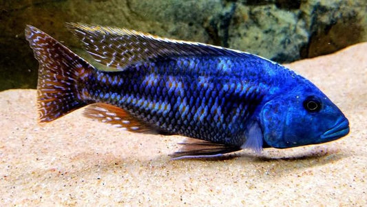 Nimbochromis fuscotaeniatus