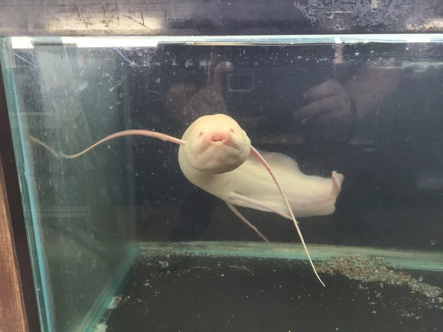 Albino African Lungfish (Protopterus aethiopicus) – Danaqua Live Fish ...