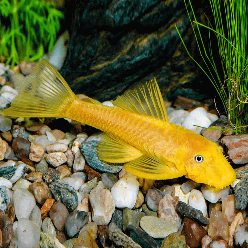 L144 Blue Eye Lemon Bristlenose Pleco (Ancistrus sp)
