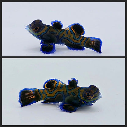 Green Mandarin ( Synchiropus splendidus)