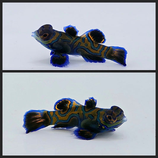 Green Mandarin ( Synchiropus splendidus)