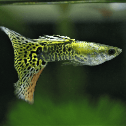 Green Platinum Guppy X 1 PAIR