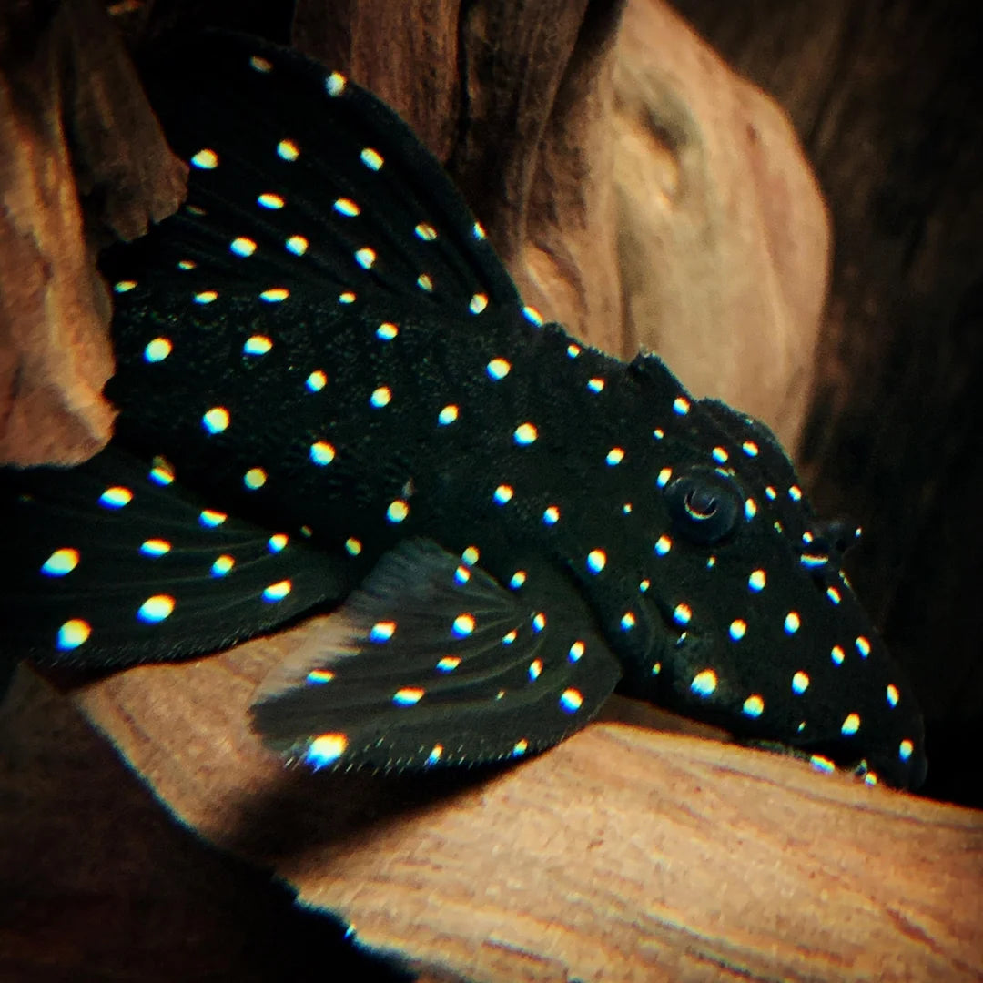 Galaxy Pleco
