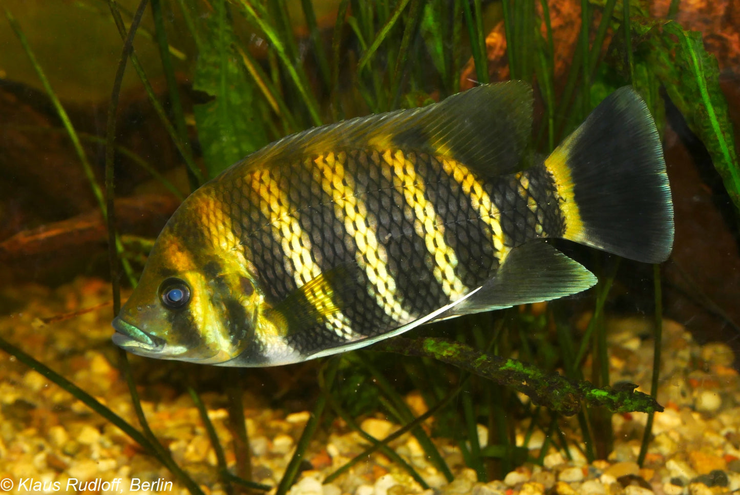 Heterotilapia buettikoferi fish with dark coloration and yellow stripes.
