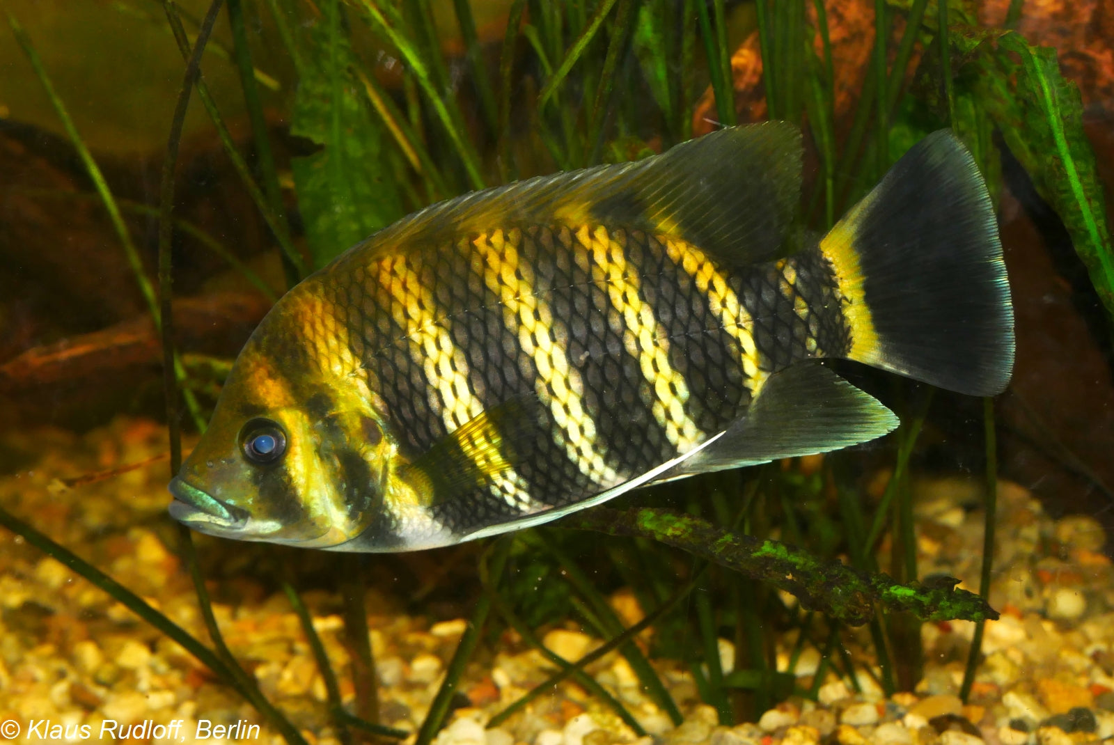 Heterotilapia buettikoferi fish with dark coloration and yellow stripes.