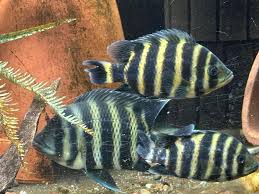 Heterotilapia buettikoferi fish with dark coloration and yellow stripes.