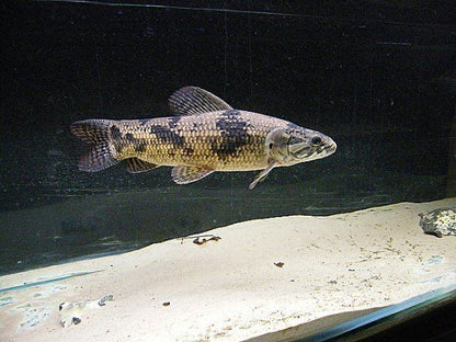 Aimara Wolf Fish (Hoplias aimara)