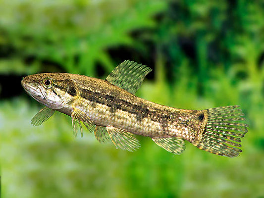 Aimara Wolf Fish (Hoplias aimara)