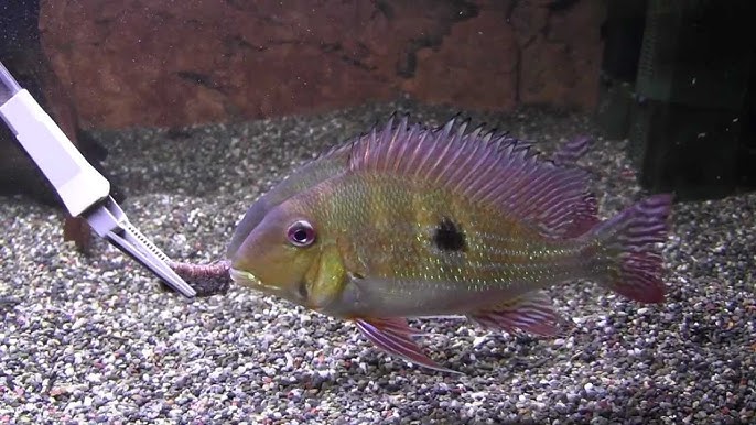 Geophagus Dicrozoster  (Dicrozoster Eartheater)