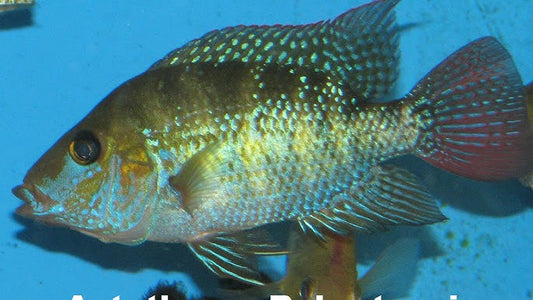 Astatheros robertsoni (Turquoise Cichlid or Robertson's Cichlid)