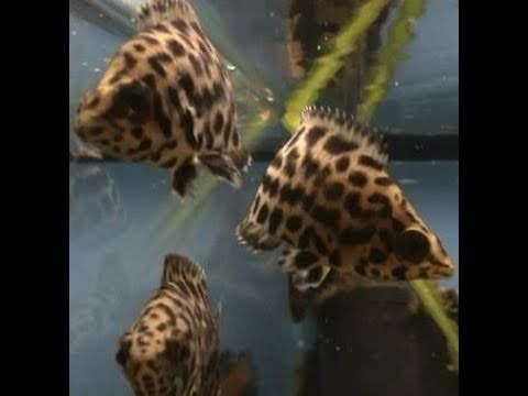 Leopard Ctenopoma (Ctenopoma acutirostre)