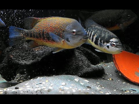 Tuba Cichlid (Tomocichla tuba)