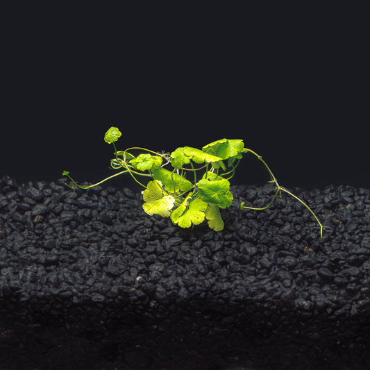 Hydrocotyle Tripartita Japan