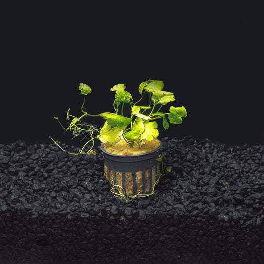 Hydrocotyle Tripartita Japan