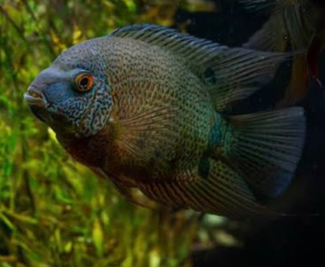 Red Spotted Rainbow Severum - Heros sp. efasciatus