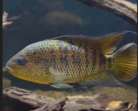 Yellow Jacket Cichlid "Pantanos de Centla" (Parachromis friedrichsthalii)