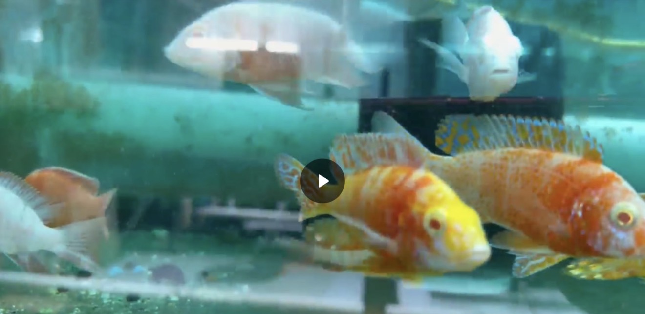 Dragon Blood Albino OB - Fish