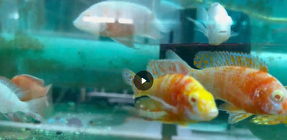 Dragon Blood Albino OB - Fish