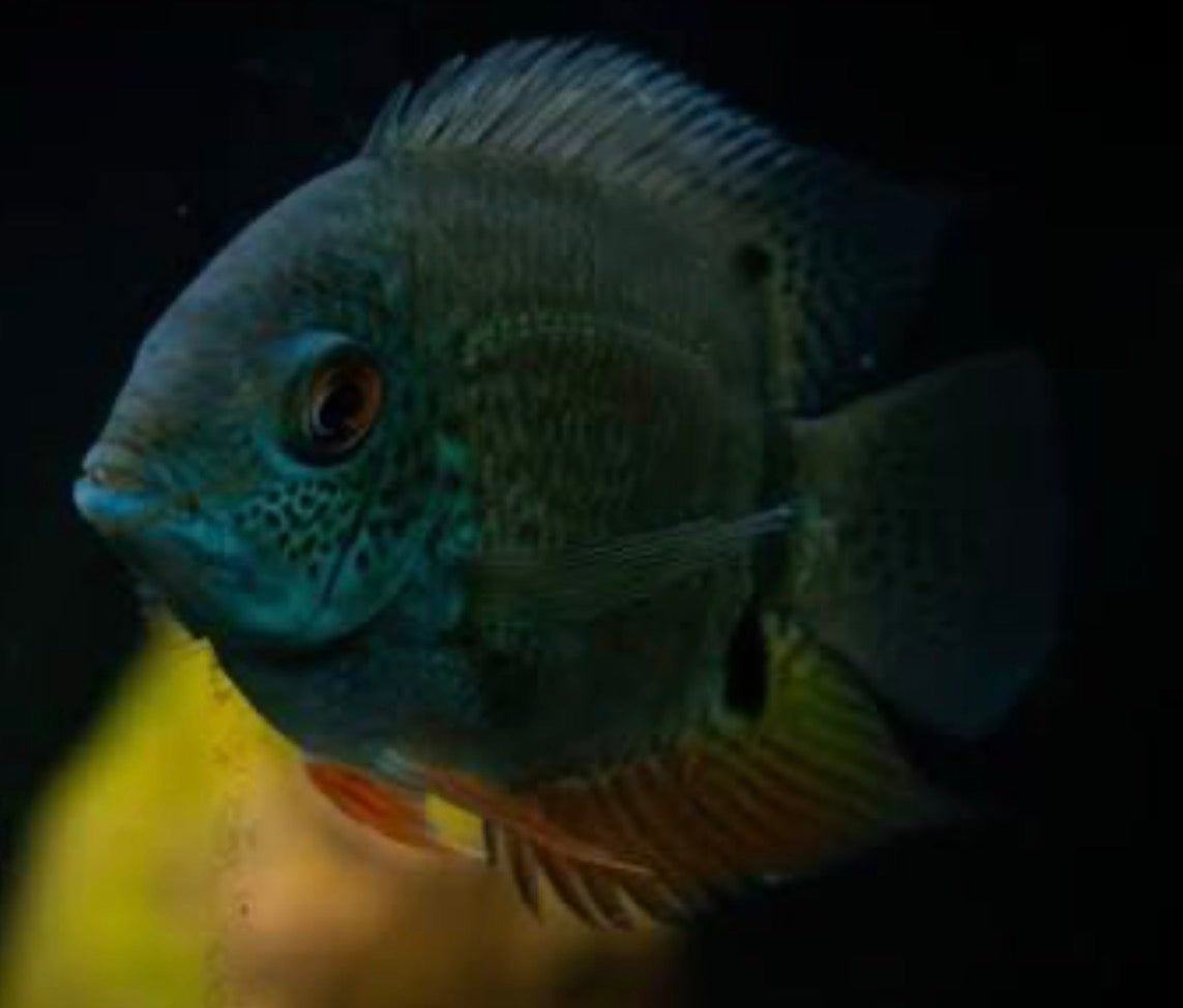 Red Spotted Rainbow Severum - Heros sp. efasciatus