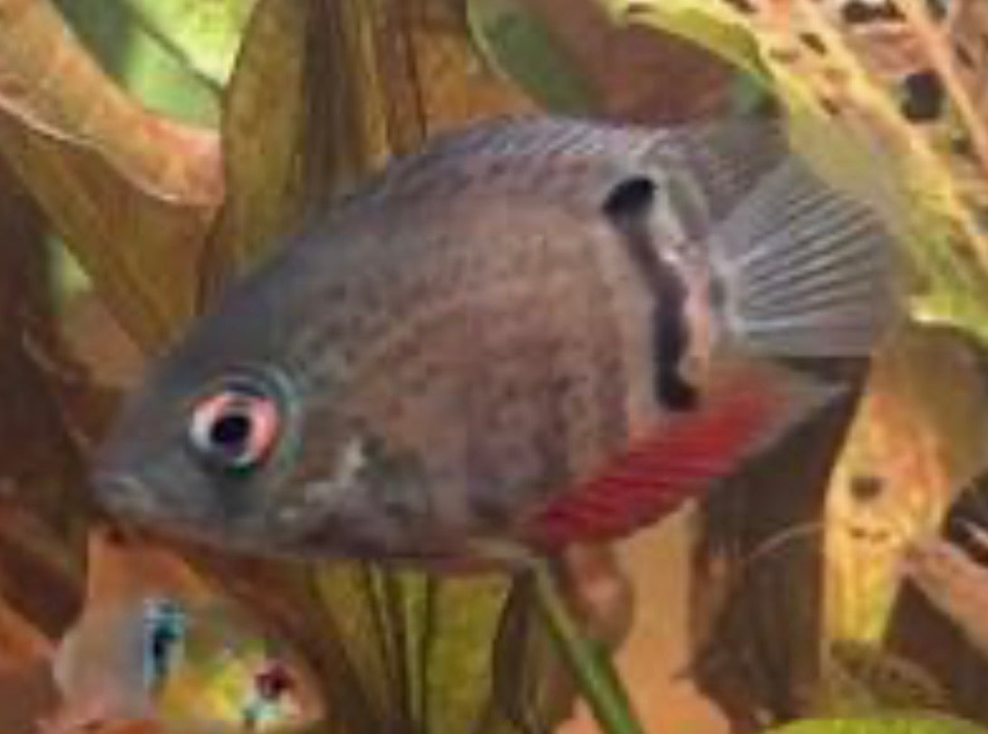 Red Spotted Rainbow Severum - Heros sp. efasciatus