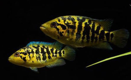 Yellow Jacket Cichlid "Pantanos de Centla" (Parachromis friedrichsthalii)