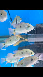 PINTO VIEJA REGANI CICHLID (VIEJA REGANI)