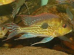 Geophagus megasema (Megasema Eartheater)
