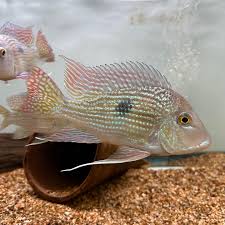 Geophagus sp. "Gurupi"