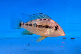 Gold Dust Geophagus (Geophagus sp. 'Alto Sinu')