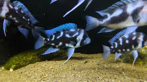 FRONTOSA NIGHT STAR EXTREMELY RARE - NOW LIMITED QUANTITIES