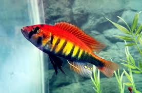 Pundamilia nyererei Red