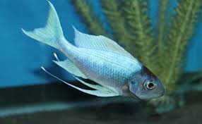 Ophthalmotilapia Ventralis Chaitika Black Head