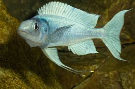 Ophthalmotilapia Ventralis Chaitika Black Head